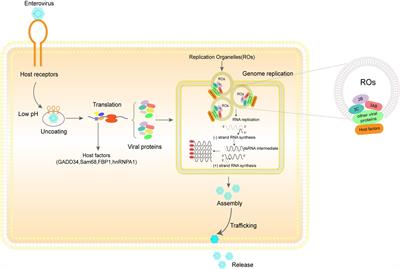 Role of protein Post-translational modifications in enterovirus infection